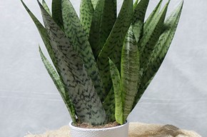 Sansevieria verde